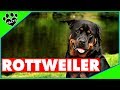 Top 10 Rottweiler Facts Dogs 101