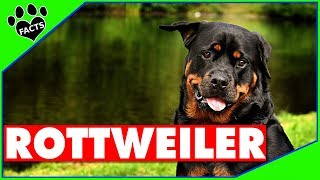 Rottweiler Dogs 101  Top 10 Facts About the Rottie