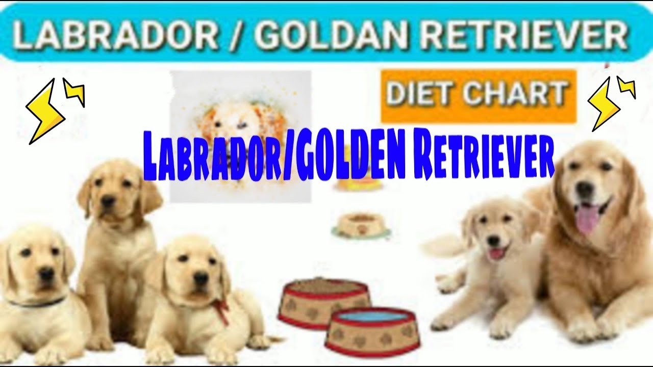Golden Retriever Feeding Chart