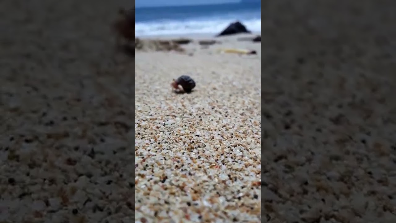 kelomang ( kingking) mungil lucu unik TN alas purwo pantai pancur banyuwangi