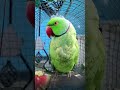ai parrot video 📷 #follow #cutebird #birds #cuteparrot #talkingparrot #mithhu #parrot #shorts #viral