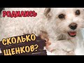 #2 РОДЫ СОБАКИ!!! СКОЛЬКО ИХ? BIRTH VLOG🐶🐶