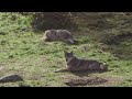 Le parc animalier des monts de guret nouveau territoire des loups  mto  la carte