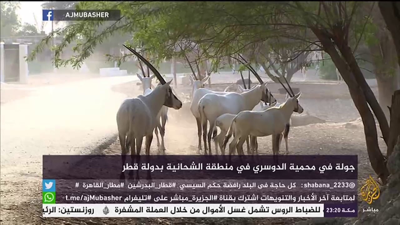 جولة في محمية الدوسري في منطقة الشحانية بدولة قطر