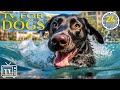 24 hours of the best fun  relaxing tv for dogs boredom bustings for dog with music