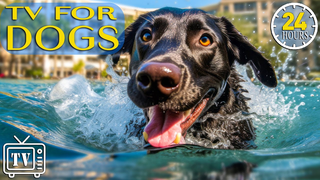 ⁣24 Hours of the Best Fun & Relaxing TV for Dogs! Boredom Busting Videos for Dog with Music