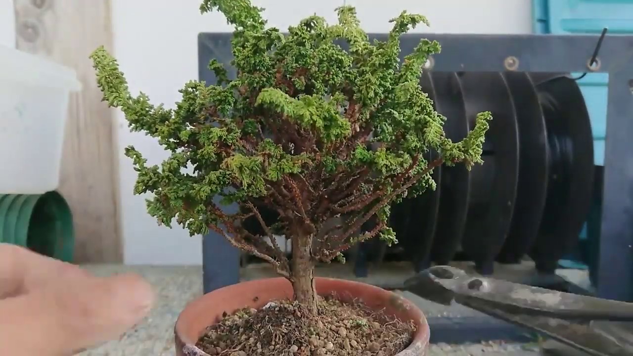 sekka hinoki waring to make bace shape Matsuyoshi Bonsai Academy
