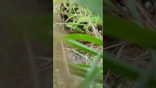 Download Lagu Status Wa || DJ Menimisu MP3