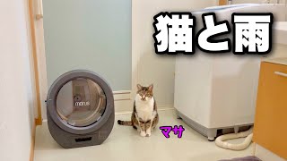 A cat scared of sudden heavy rain | Morus Zero, a small dryer that can do laundry even in the rain