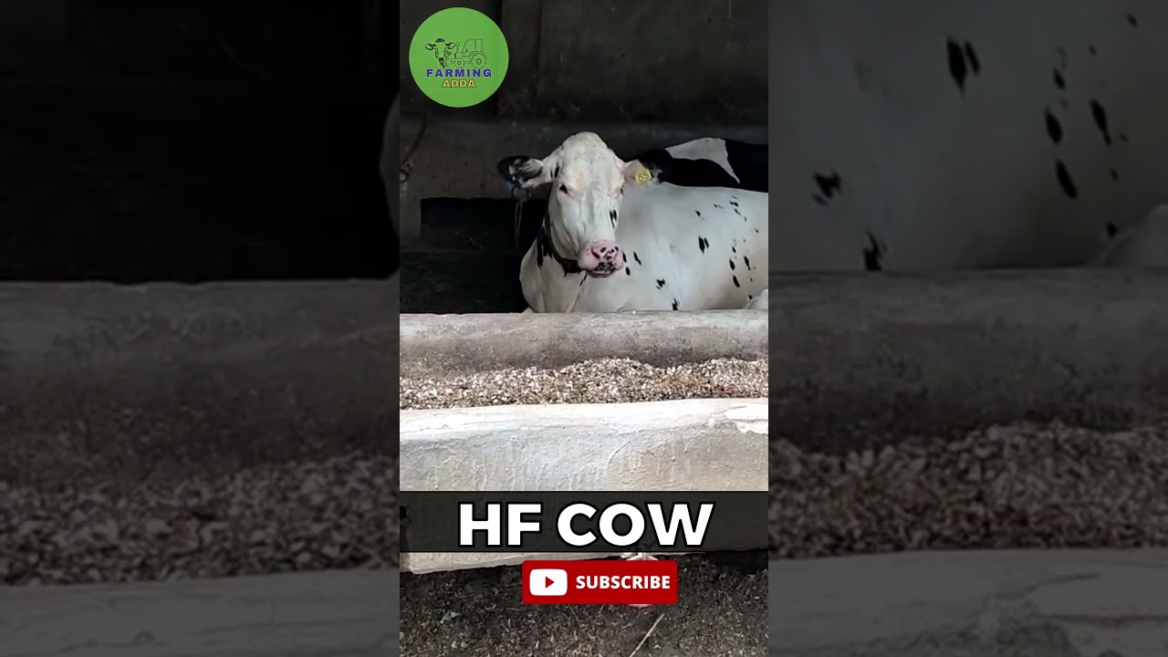 HF COW farming adda 