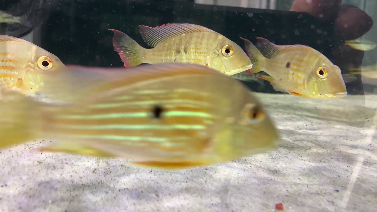Geophagus , Earth eaters - YouTube