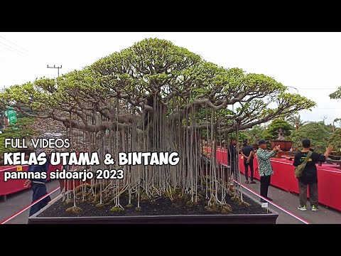 Pameran dan kontes bonsai sidoarjo bumi jenggolo th 2023 kelas bintang & utama @kepobonsai3473