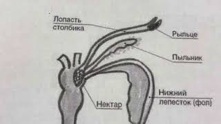 НЕКТАРНИКИ МЕДОНОСНЫХ РАСТЕНИЙ.