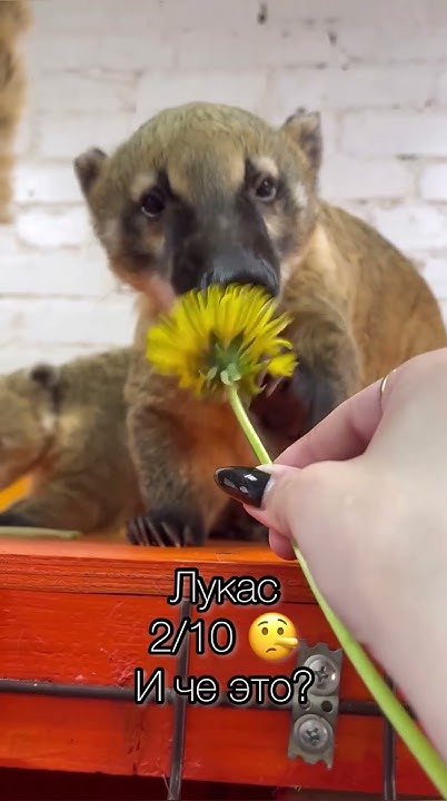 Цветочки для енотов #shorts #животные #енот - YouTube