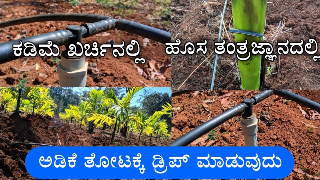 Drip Method ಹೊಸದಾಗಿ ಅಡಿಕೆ ತೋಟ ಮಾಡಿದವರು ಈ ರೀತಿ ಡ್ರಿಪ್ (Drip ) ಮಾಡಬಹುದು|New method ...