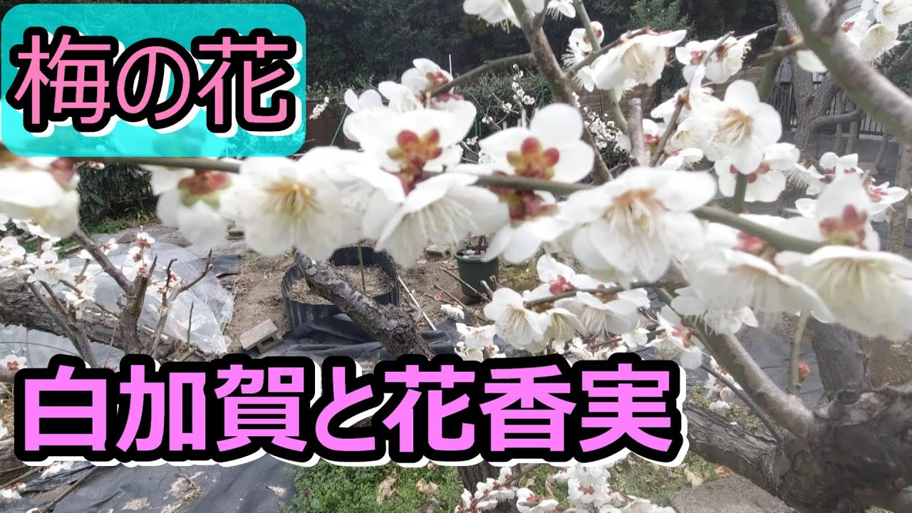 果樹栽培】「白加賀と花香実」梅の花（21年3月上旬） - YouTube