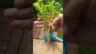 Fastest Way‼️ To Grow Basil from Cuttings