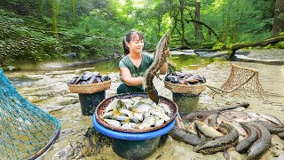 Harvesting Lots of Snakehead Fish to Sell at the Market – Cooking Snakehead Fish
