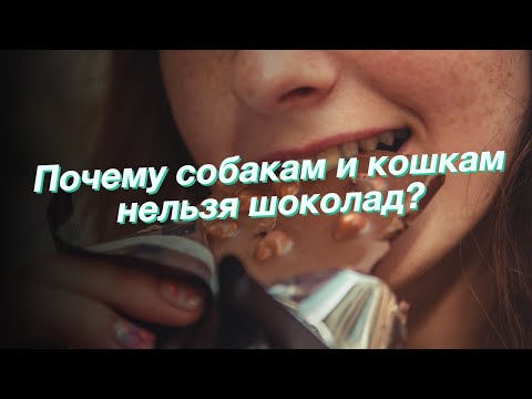 Почему собакам и кошкам нельзя шоколад?