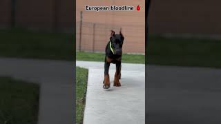 Doberman puppy  3 months  #doberman #puppy #dog #video #viral