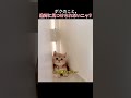 ボクのこと、絶対に見つけられないニャ？