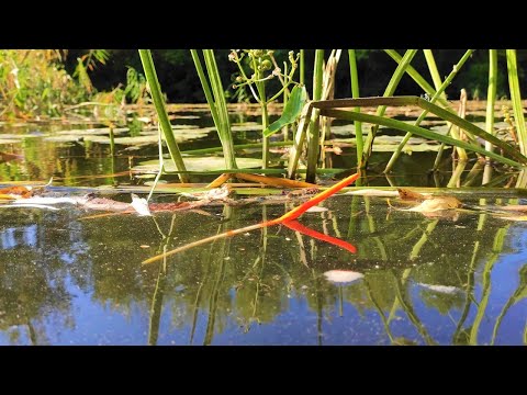 Видео: Караси МОНСТРЫ ПО ЛОКОТЬ тащат КАК САЗАН!!! Рыбалка на поплавок летом на реке