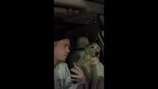 Dog argues with its owner (FUNNY)