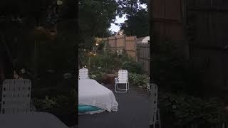 β‘ Lightning Bugs at Dusk...7-'23