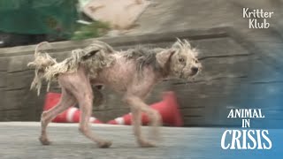 Ghastly Dog With Bare Skin Showing In Fact Was Writhing In Great Pain | Animal in Crisis Ep 310