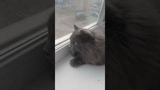 барсик беситься потому что птички на улице а он дома