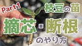 黒大豆摘心断根栽培 Youtube