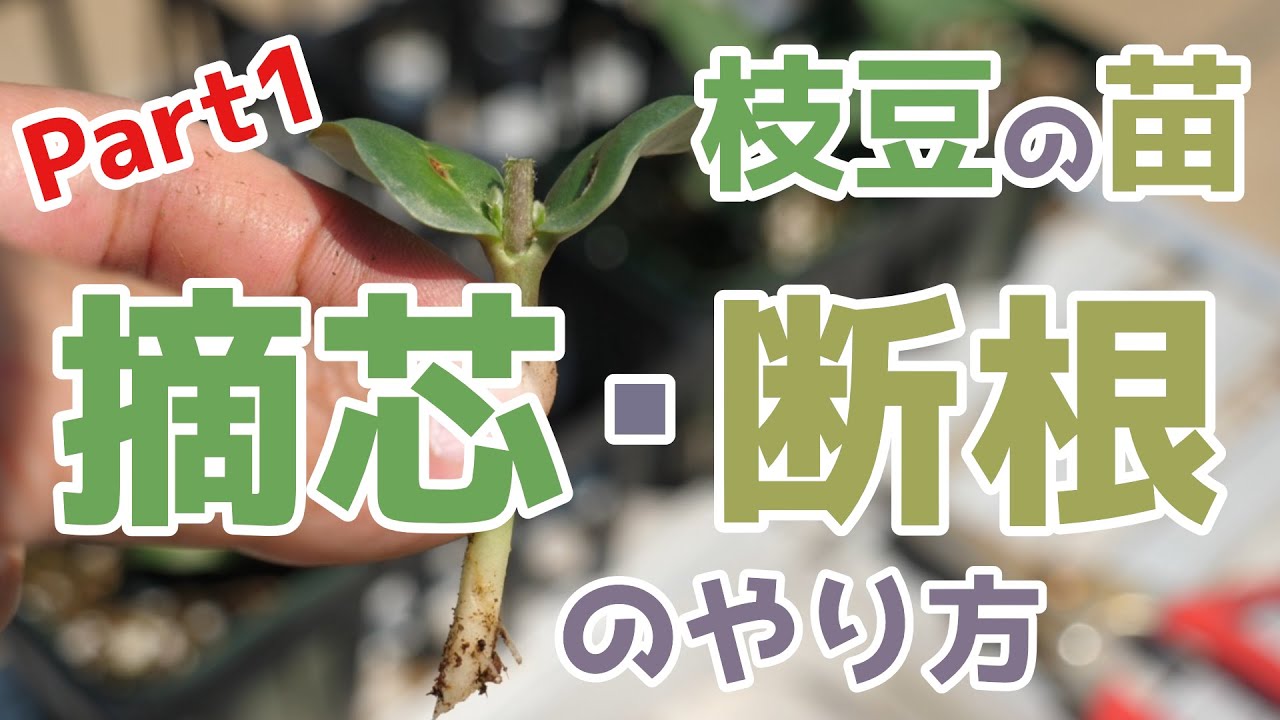 検証 実験 1 枝豆は 摘芯 断根 したら実のつき方が本当に違うのかを検証 農園編集部 Youtube