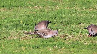 Crested pigeons