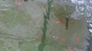 Золоті рибки