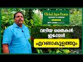 Ulickal agrofarms  ernakulam nursery for big plants