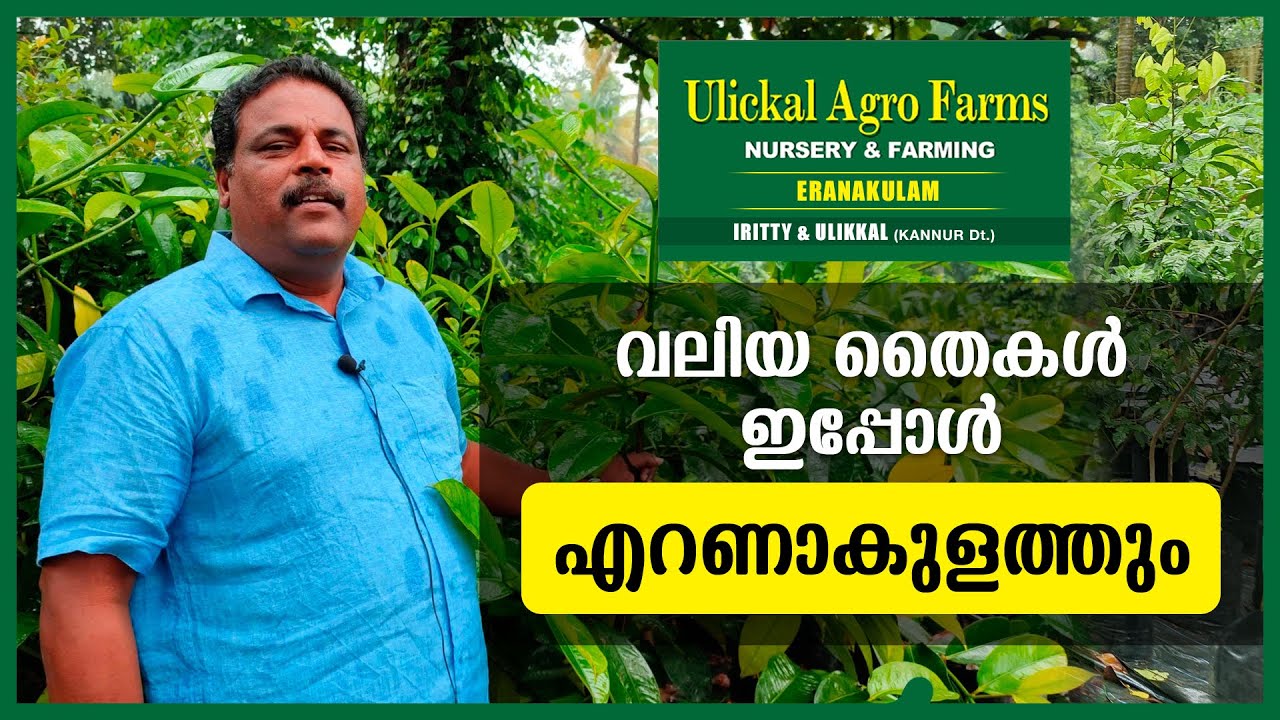Ulickal Agrofarms Ernakulam Nursery (FOR BIG PLANTS) YouTube