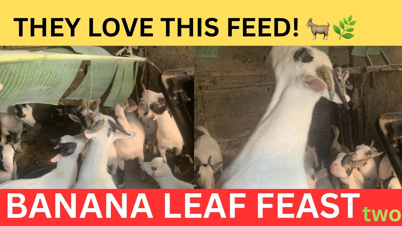 Banana Leaves + Fermented Feed — Goats Love It! 🐐🌿 (Live) | Part 2