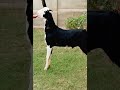 ماشاءاللہ سبحان الله#reels #goat #animals #farm #goatfarming #البرزخ #الرحمن #دحمان