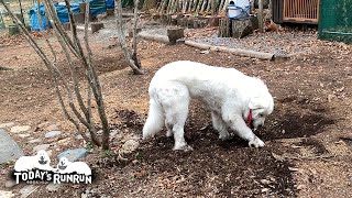 庭仕事をするお父さんの近くで頑張って仕事（穴掘り）したルンルンです　Great Pyrenees　グレートピレニーズ