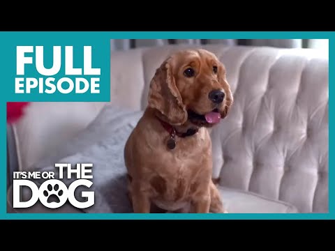 Cocker Spaniel Terrorizes The Dinner Table & Jumps on Everyone! | Full Episode | It's Me or The Dog