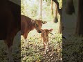 Cow Moo Sound 4 Animal Sounds Sound Effect Ringtone 