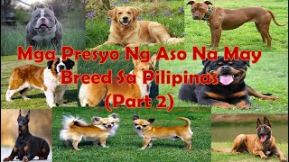 Mga Presyo ng Aso Na May Breed Sa Pilipinas (Part 2)