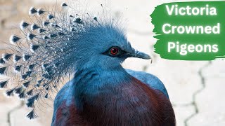 Victoria Crowned Pigeons - Majestic Birds by Lord of Animals 508 views 8 months ago 2 minutes, 53 seconds