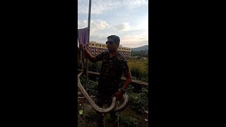 Indian Rock Python Rescue Operation Wealth