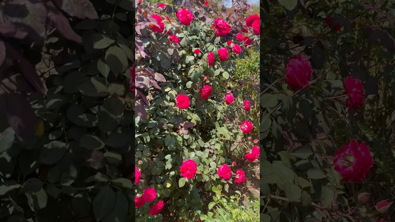 Rose flower harvesting 