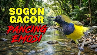Terapi Nyanyian Burung Sogon | Aliran Sungai, Burung Hutan & Suara Alam Murni