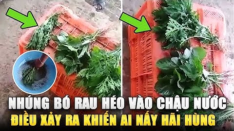 Dị tượng Hàng triệu xác cá phủ kín sông ở bang New South Wales, Úc