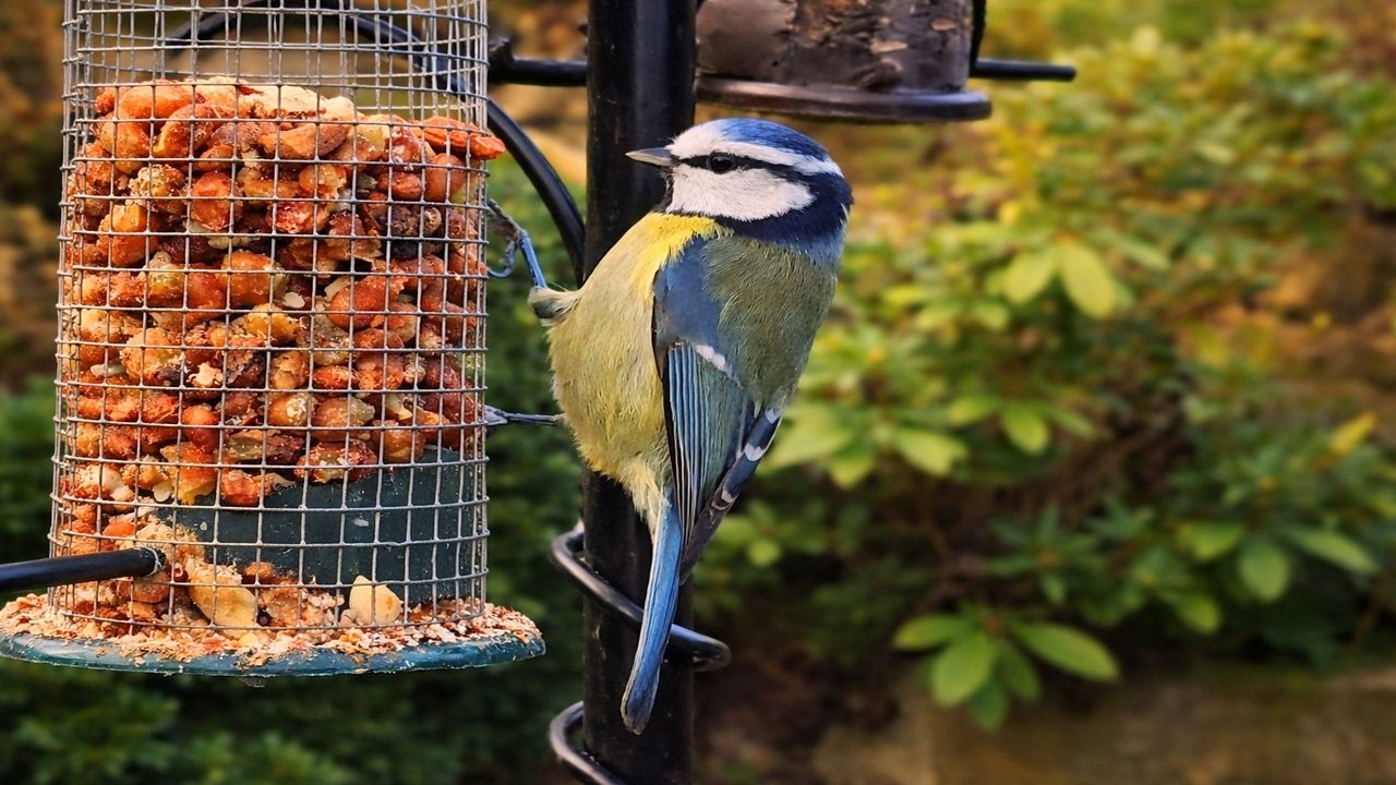 Calm Garden Birds at the Feeder 4K🐦 | 5 Minutes of Nature Sounds & Relaxation
