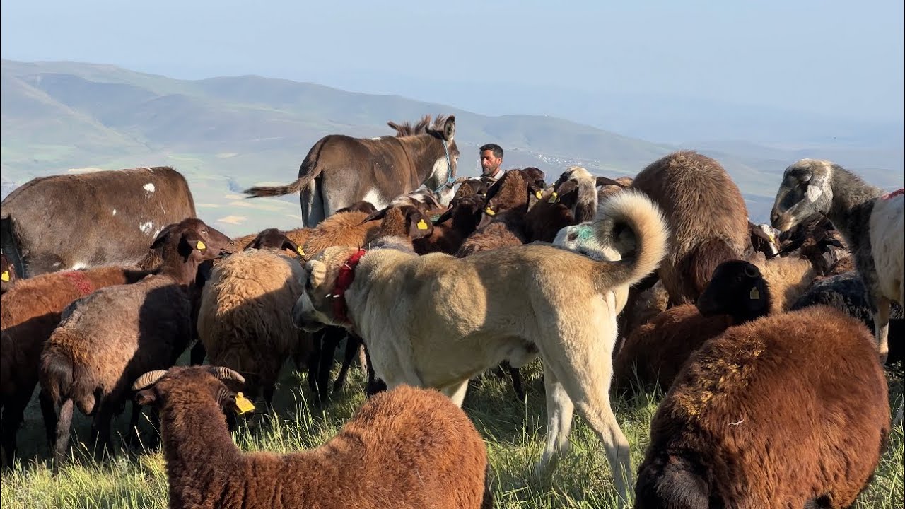 KOYUNLAR GECE BOYU DURMUYOR -  HASTALIKTAN ÖLEN KOYUN