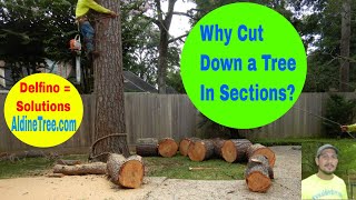 Why should I cut down a tree in sections? (Houston Service benefits)